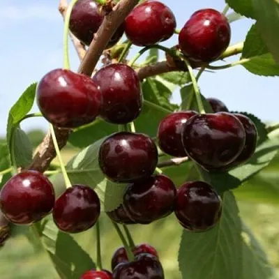 Вишня ГРИОТ БЕЛОРУССКИЙ  Вишня ГРИОТ БЕЛОРУССКИЙ в Москве