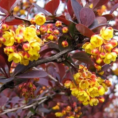 Барбарис СУПЕРБА оттавский  — описание сорта Барбарис СУПЕРБА оттавский  в Москве