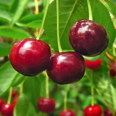 Вишня УЙФЕХЕРТОЙ ФЮРТОШ  Вишня УЙФЕХЕРТОЙ ФЮРТОШ в Москве