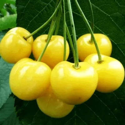 Черешня ПОДСНЕЖНИК — описание сорта Черешня ПОДСНЕЖНИК в Москве