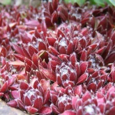 Молодило ХАМЕЛЕОН — описание сорта Молодило ХАМЕЛЕОН в Москве