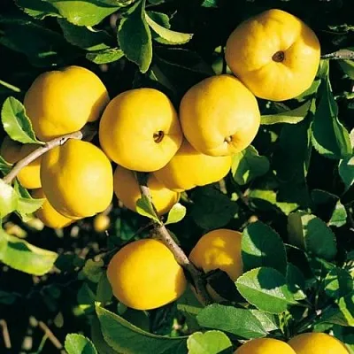 Айва ЦЕЗАРЬ  Айва ЦЕЗАРЬ в Москве