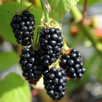 Саженцы ежевики