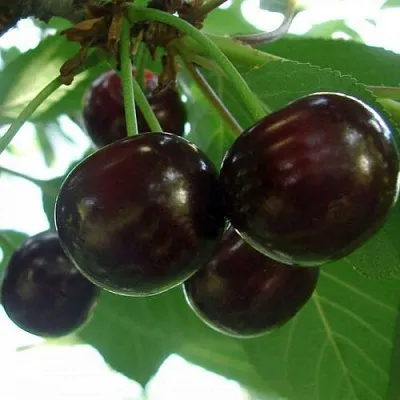 Дюк КСЕНИЯ (ЧЕРЕВИШНЯ) в Москве