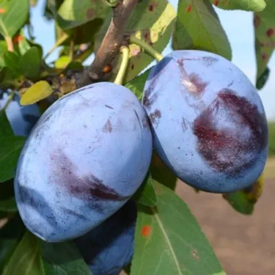 Слива ЧАЧАКСКАЯ ЛЕПОТИКА — описание сорта Слива ЧАЧАКСКАЯ ЛЕПОТИКА в Москве