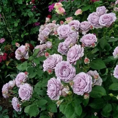 Саженцы роз НОВАЛИС флорибунда в Москве