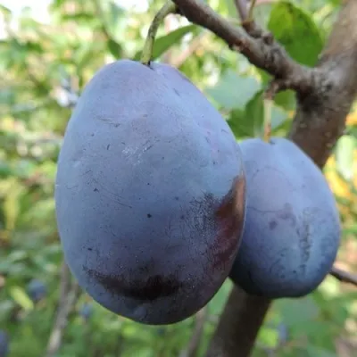 Слива АМЕРС — описание сорта Слива АМЕРС в Москве