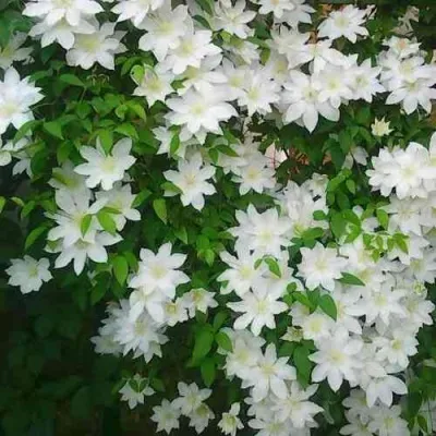 Клематис ТОКИ — описание сорта Клематис ТОКИ в Москве