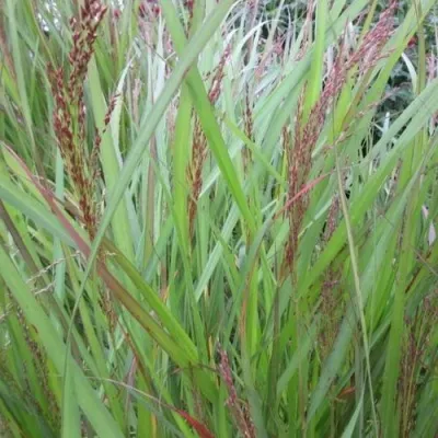 Просо ВЭРРИОР прутьевидное — описание сорта Просо ВЭРРИОР прутьевидное в Москве