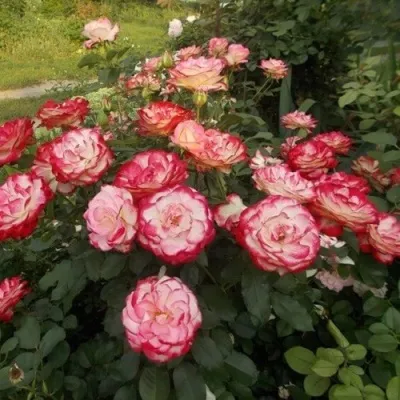 Саженцы роз ЮБИЛЕЙ ПРИНЦА МОНАКО флорибунда — описание сорта Саженцы роз ЮБИЛЕЙ ПРИНЦА МОНАКО флорибунда в Москве