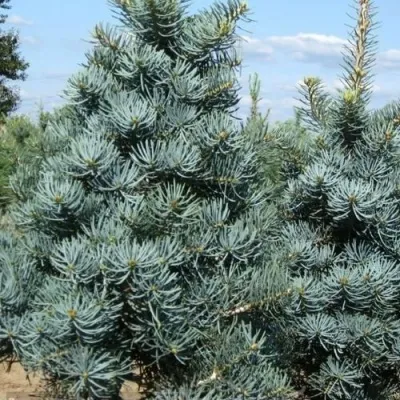 Пихта КОНКОЛОР — описание сорта Пихта КОНКОЛОР в Москве