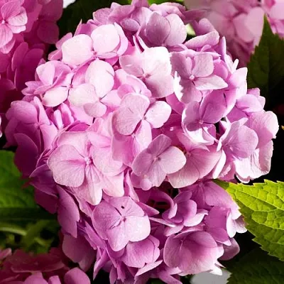 Гортензия БУКЕТ РОУЗ крупнолистная  Гортензия БУКЕТ РОУЗ крупнолистная в Москве