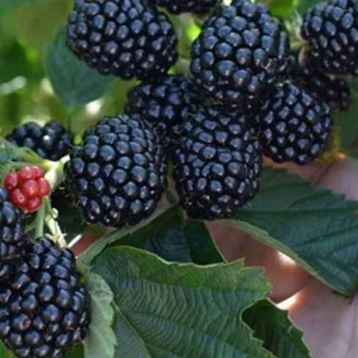 Ежевика ТОРНФРИ бесшипная — описание сорта Ежевика ТОРНФРИ бесшипная в Москве