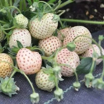 Клубника АНАНАСА ремонтантная — описание сорта Клубника АНАНАСА ремонтантная в Москве