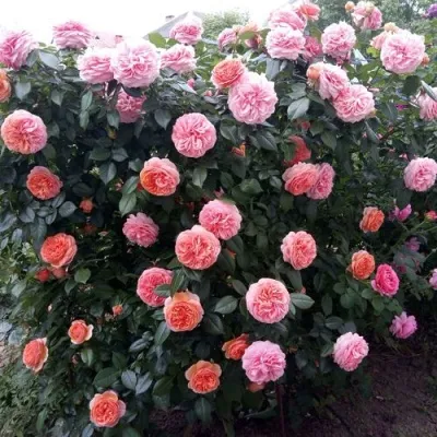 Саженцы роз ЧИППЕНДЕЙЛ чайно-гибридная в Москве