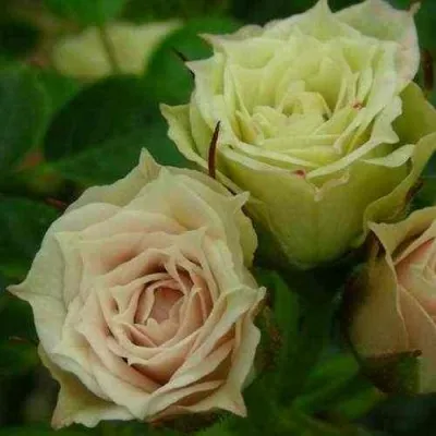 Саженцы роз ГРИН ДАЙМОНД миниатюрная в Москве