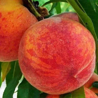 Персик ЗОЛОТОЙ ЮБИЛЕЙ  Персик ЗОЛОТОЙ ЮБИЛЕЙ в Москве