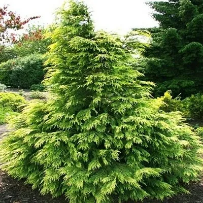 Кипарисовик САНКИСТ лавсона  Кипарисовик САНКИСТ лавсона в Москве