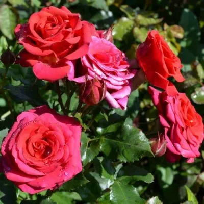 Саженцы роз МИРАБЕЛЬ спрей — описание сорта Саженцы роз МИРАБЕЛЬ спрей в Москве