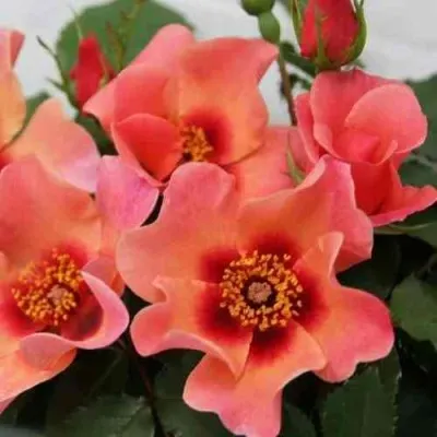 Саженцы роз ФО Ю АЙС ОНЛИ флорибунда — описание сорта Саженцы роз ФО Ю АЙС ОНЛИ флорибунда в Москве