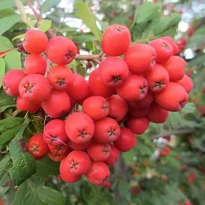 Рябина НЕВЕЖИНСКАЯ сладкоплодная  Рябина НЕВЕЖИНСКАЯ сладкоплодная в Москве