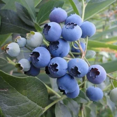 Голубика ЛЕГАЦИЯ в Москве