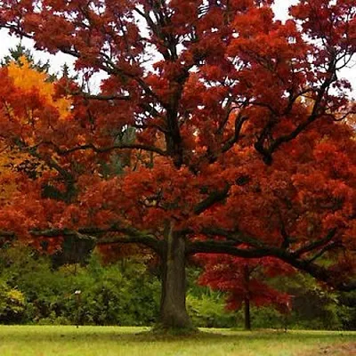 Дуб в Москве