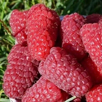 Малина САМОСВАЛ — описание сорта Малина САМОСВАЛ в Москве