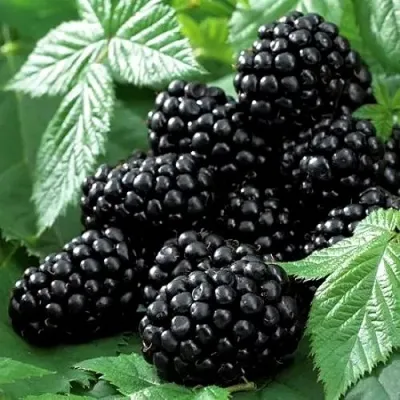 Ежевика БЛЭК БЬЮТИ — описание сорта Ежевика БЛЭК БЬЮТИ в Москве