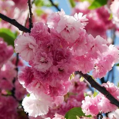 Сакура ПИНК ПЕРФЕКШН — описание сорта Сакура ПИНК ПЕРФЕКШН в Москве