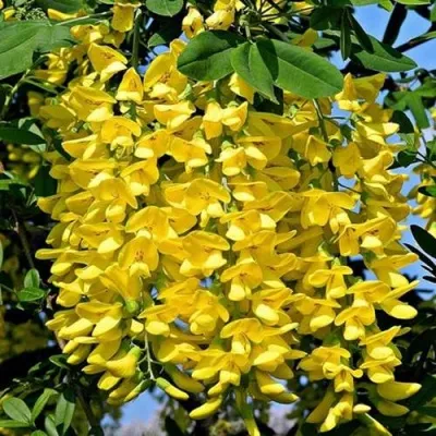 Бобовник АНАГИРОЛИСТНЫЙ — описание сорта Бобовник АНАГИРОЛИСТНЫЙ в Москве