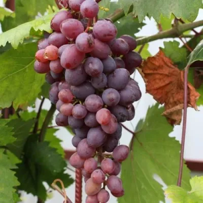 Виноград КИШМИШ ЗАПОРОЖСКИЙ — описание сорта Виноград КИШМИШ ЗАПОРОЖСКИЙ в Москве