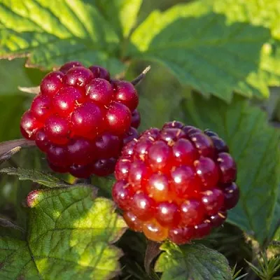 Княженика ЛИНДА  Княженика ЛИНДА в Москве