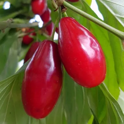 Кизил ДЖОЛИКО — описание сорта Кизил ДЖОЛИКО в Москве