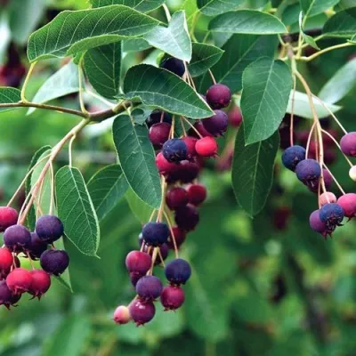 Ирга ЛАМАРКА — описание сорта Ирга ЛАМАРКА в Москве