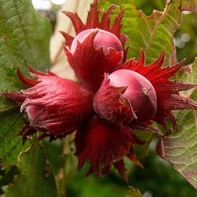 саженцы фундука саженцы фундука