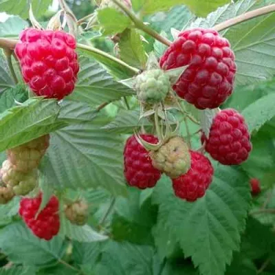Малина ПРОСТО ПРЕЛЕСТЬ (СТОЛЕШНИК) в Москве