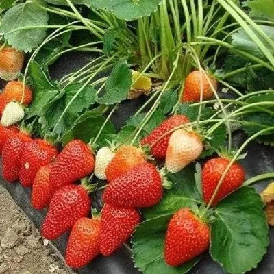 Клубника РОКСАНА — описание сорта Клубника РОКСАНА в Москве