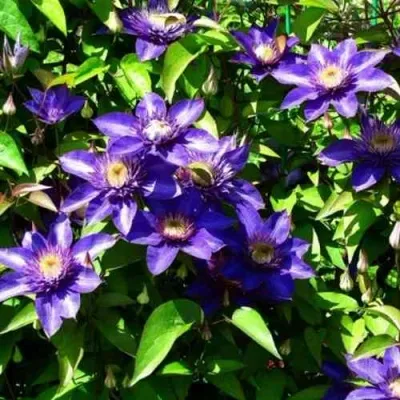 Клематис МУЛЬТИ БЛЮ — описание сорта Клематис МУЛЬТИ БЛЮ в Москве