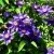 Клематис МУЛЬТИ БЛЮ — описание сорта Клематис МУЛЬТИ БЛЮ в Москве