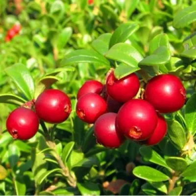 Брусника садовая РЕД ПЕРЛ — описание сорта Брусника садовая РЕД ПЕРЛ в Москве