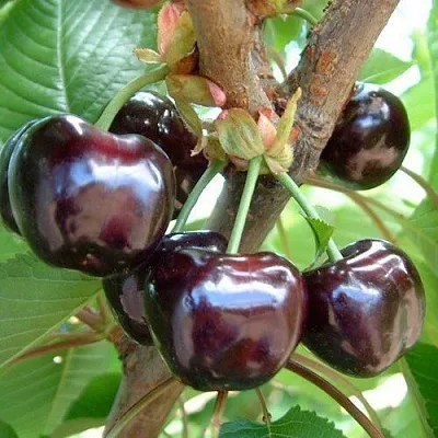 Черешня МУСКАТНАЯ в Москве