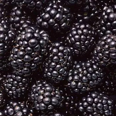 Ежевика ОРКАН бесшипная в Москве