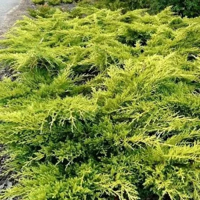 Можжевельник ОЛД ГОЛД средний в Москве