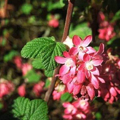 Смородина кроваво-красная ПУЛБОРО СКАРЛЕТ   Смородина кроваво-красная ПУЛБОРО СКАРЛЕТ  в Москве