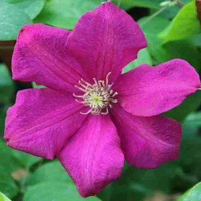 Клематис ЭРНЕСТ МАРКХАМ  Клематис ЭРНЕСТ МАРКХАМ в Москве