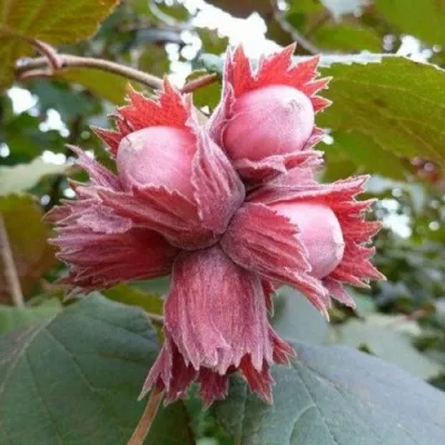 Фундук СКАРЛЕТТ в Москве