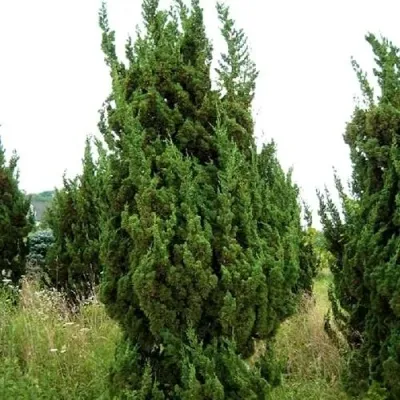 Можжевельник КАЙЗУКА китайский — описание сорта Можжевельник КАЙЗУКА китайский в Москве