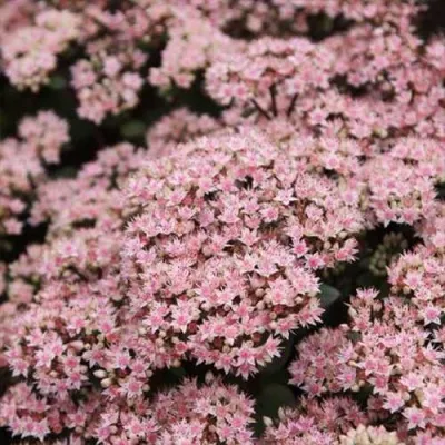 Очиток (седум) МАТРОНА — описание сорта Очиток (седум) МАТРОНА в Москве