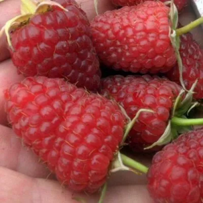 Малина АТЛАНТ в Москве